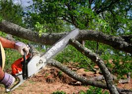 Best Hazardous Tree Removal  in Elmira, NY