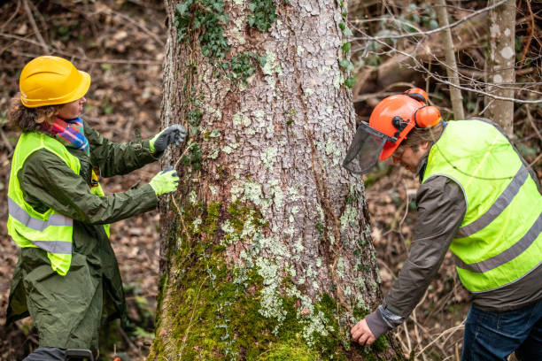 Best Tree Mulching  in Elmira, NY