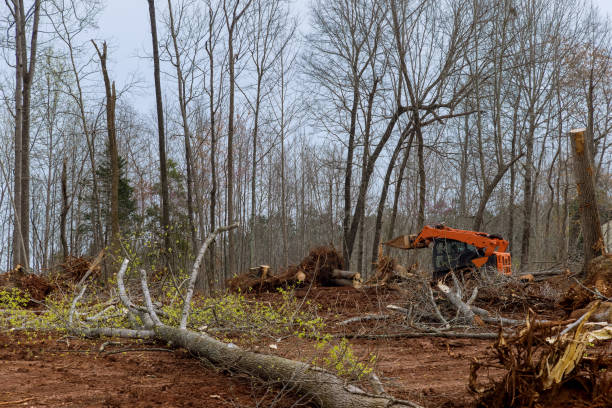  Elmira, NY Tree Care Pros