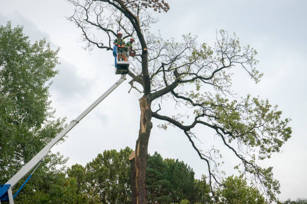 Best Storm Damage Tree Cleanup  in Elmira, NY